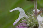 Lemon beebalm